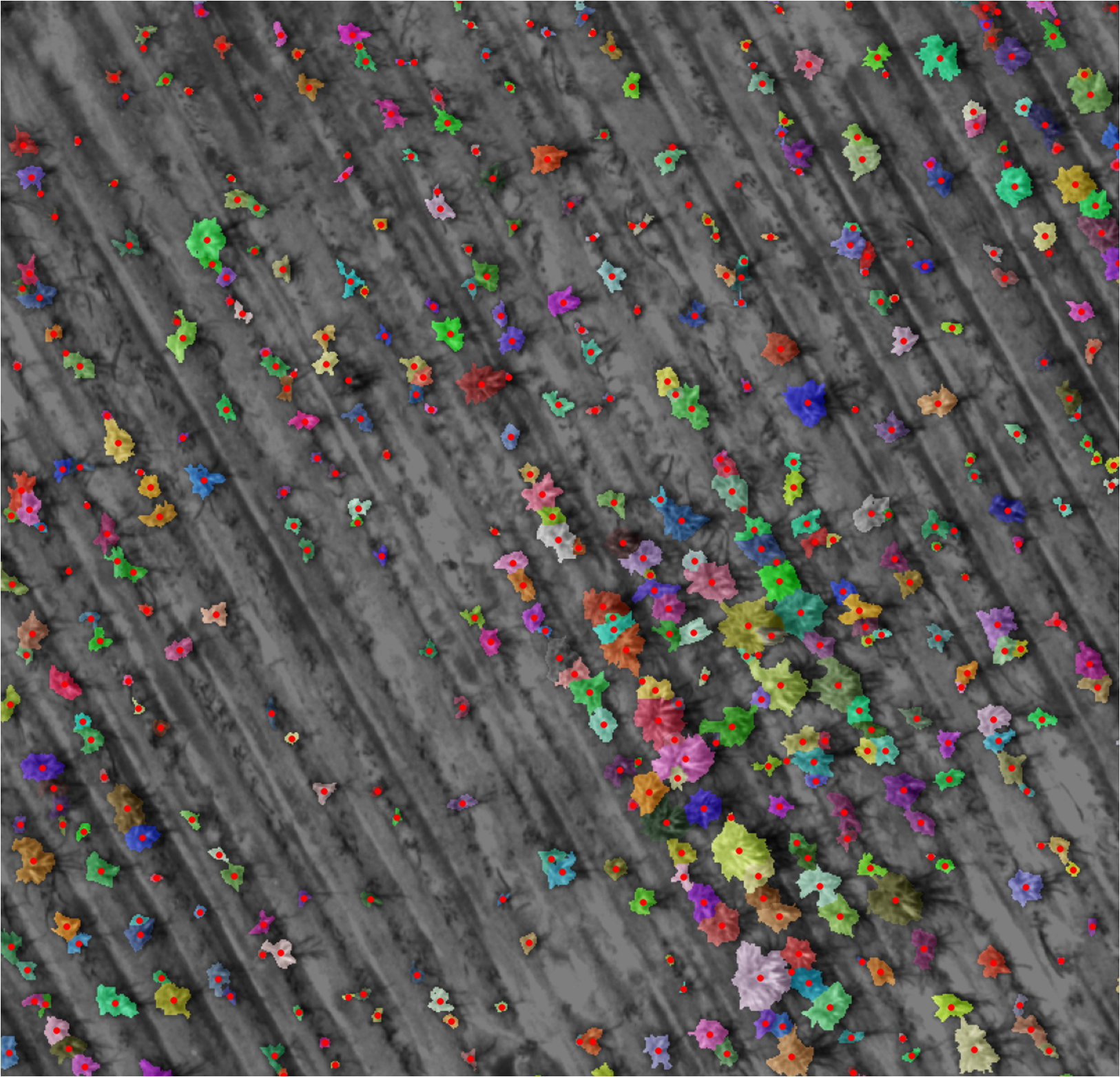 Detection + Contour